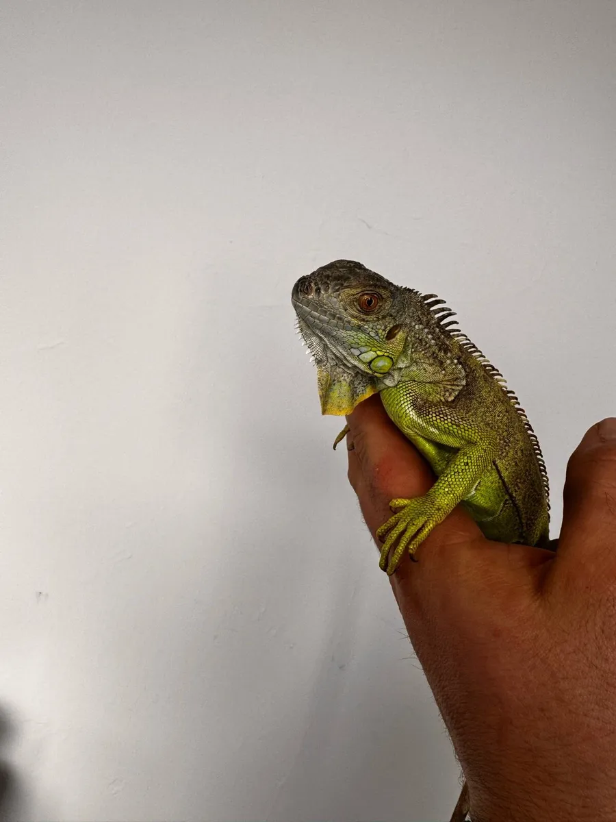 Green Iguana - Image 2