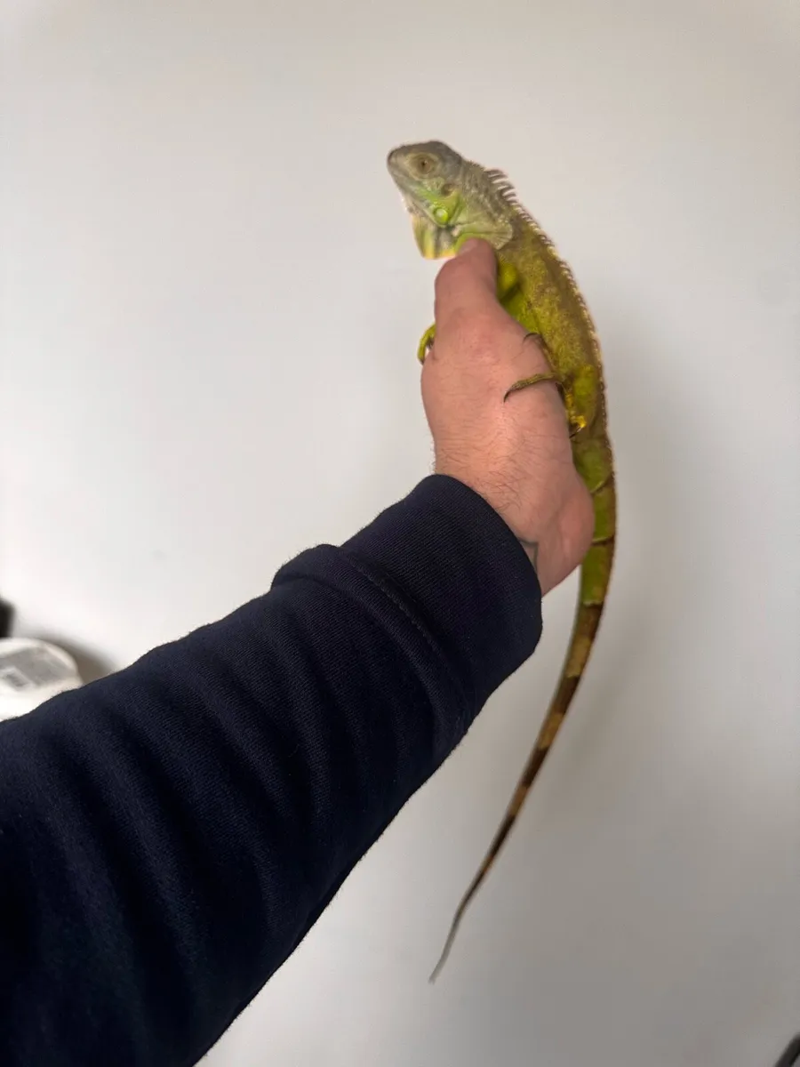 Green Iguana - Image 3