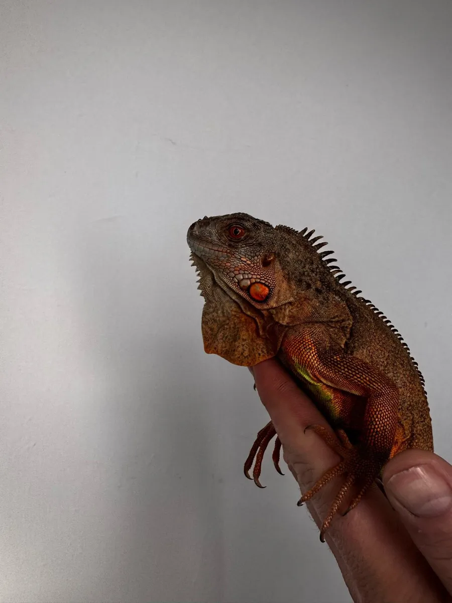 Green Iguana - Image 4