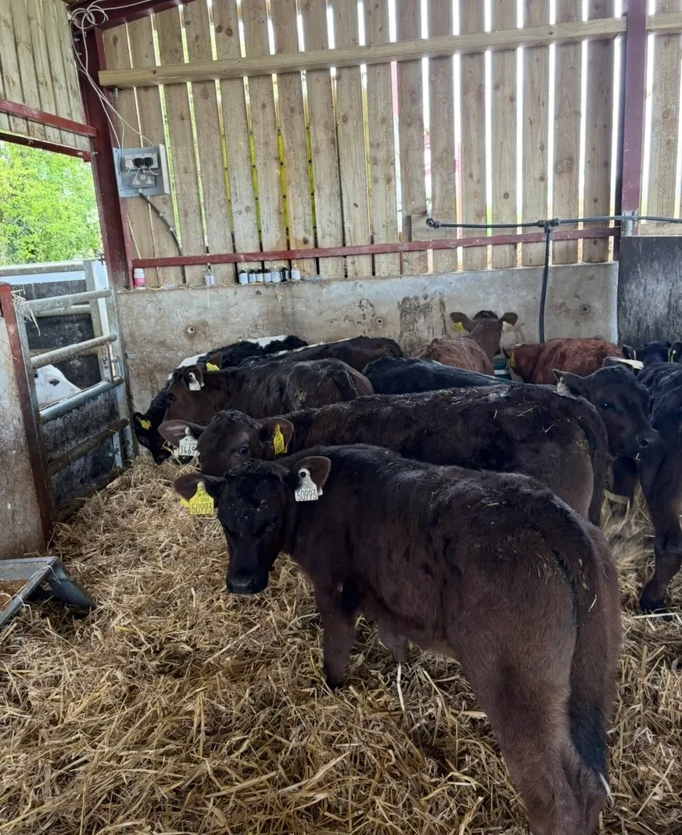 10 super well reared continental heifers🔥 - Image 1