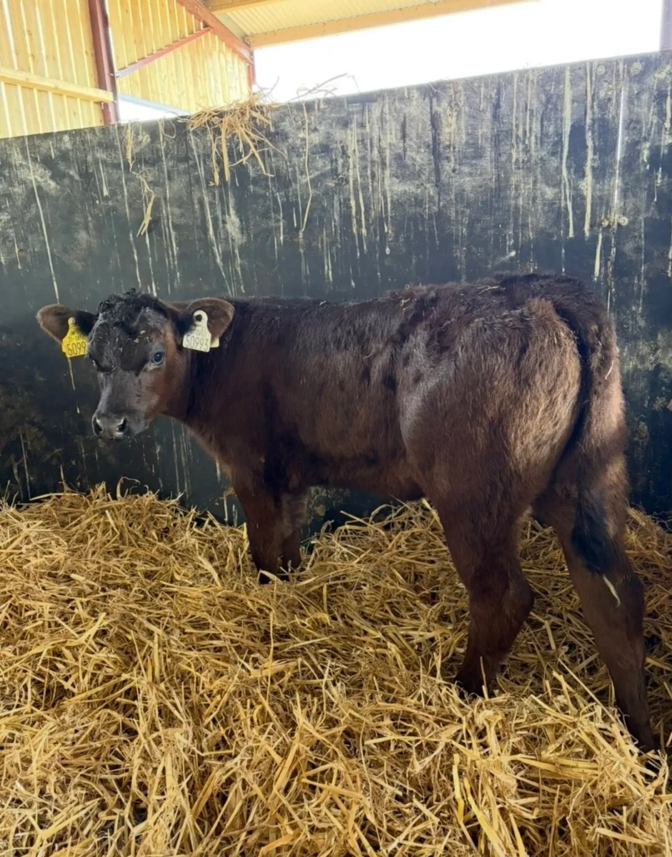 10 super well reared continental heifers🔥 - Image 2