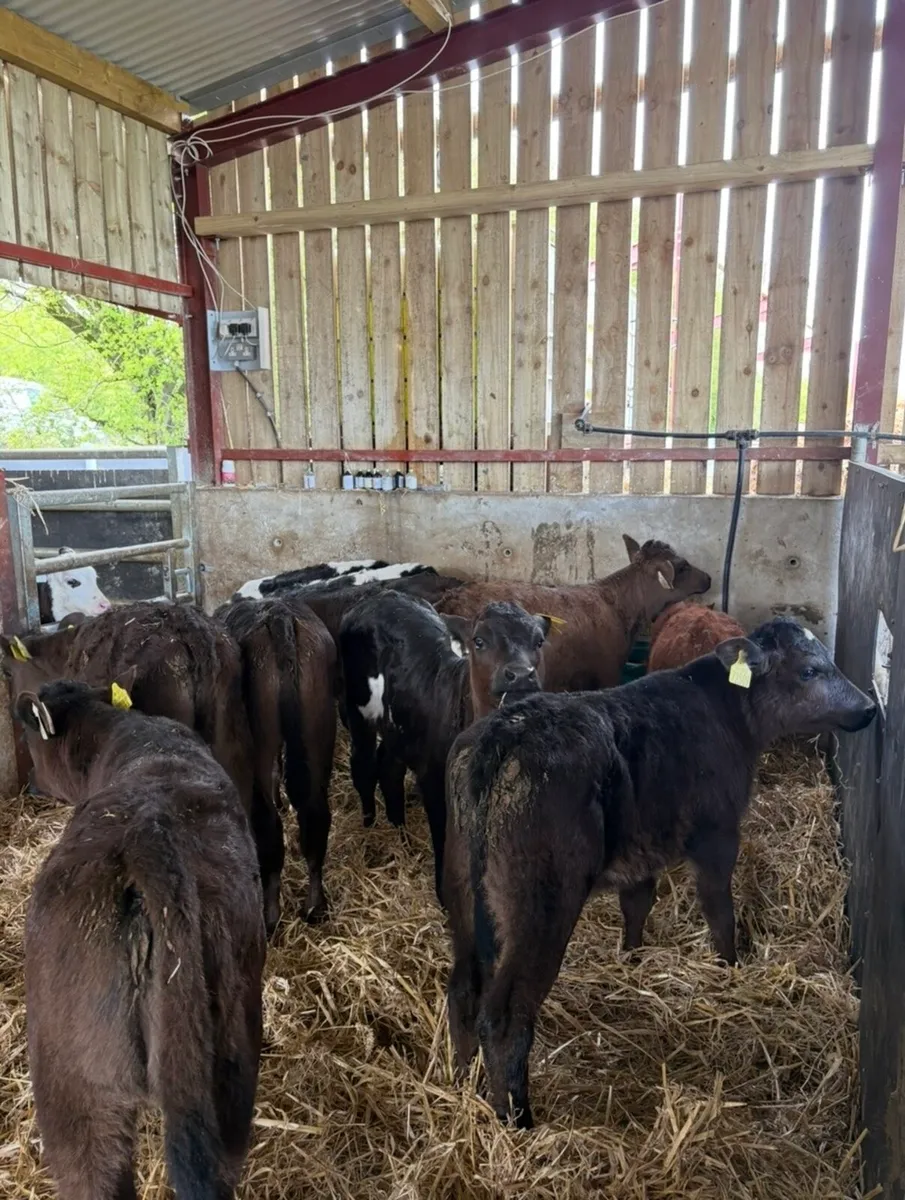 10 super well reared continental heifers🔥 - Image 4