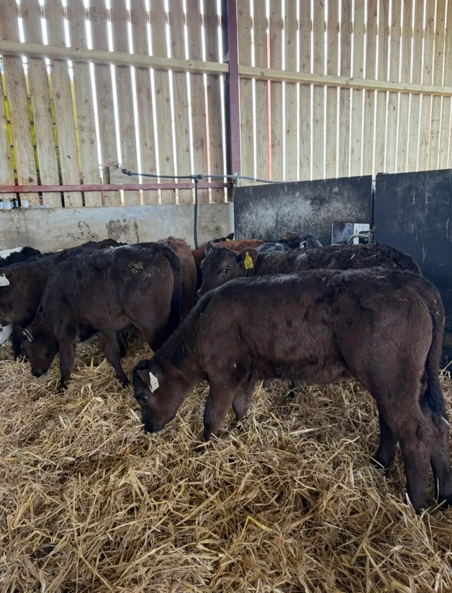 10 super well reared continental heifers🔥 - Image 3