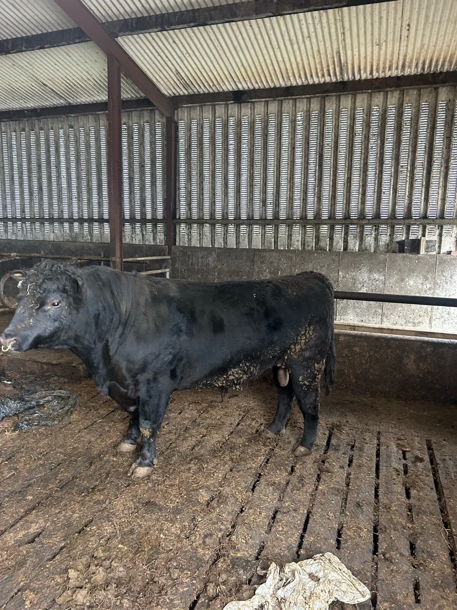 Angus Bull - Image 2