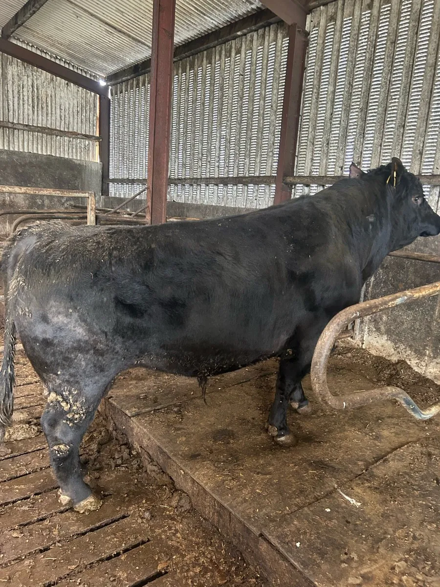 Angus Bull - Image 1