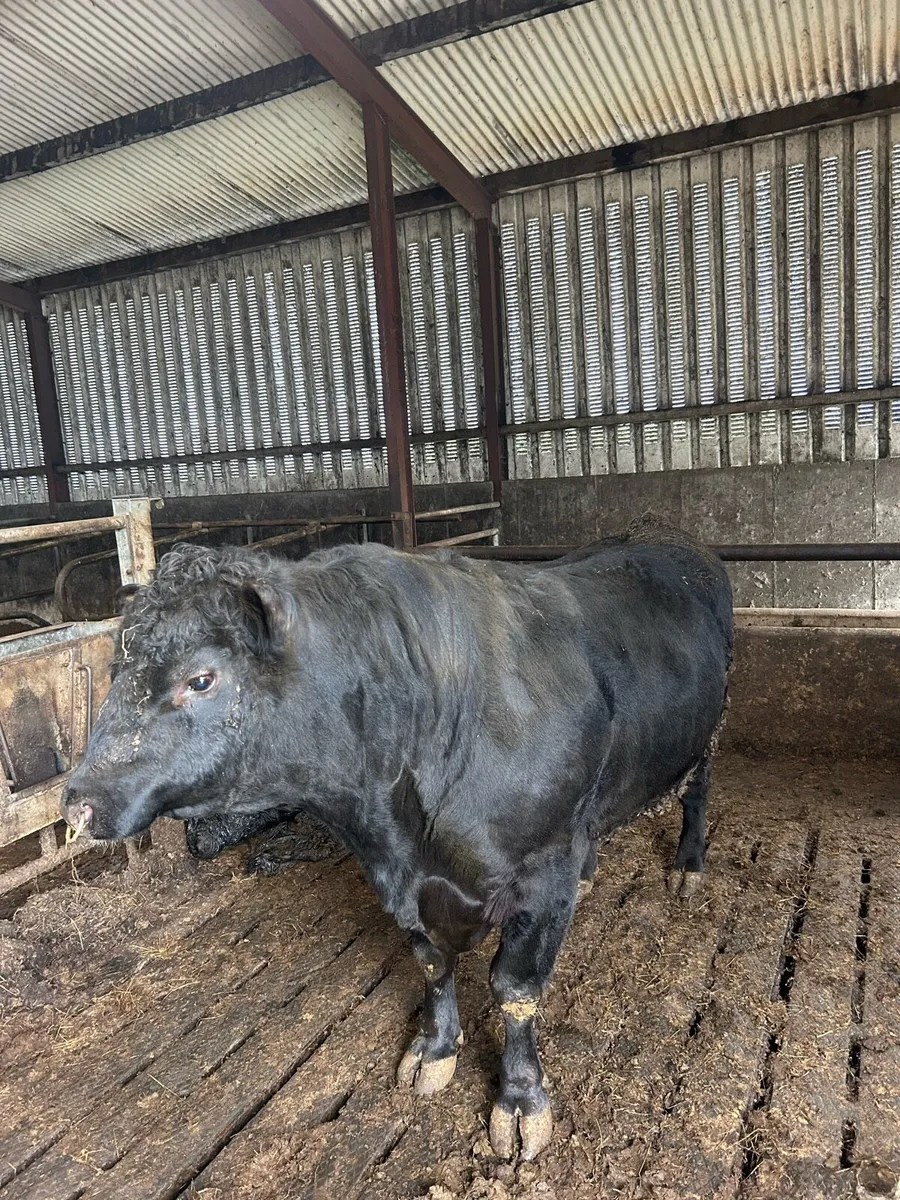 Angus Bull - Image 3