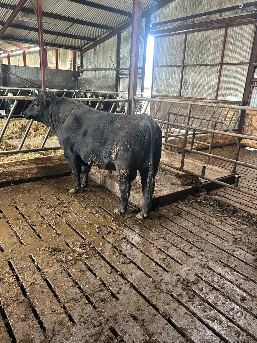 Angus Bull - Image 4