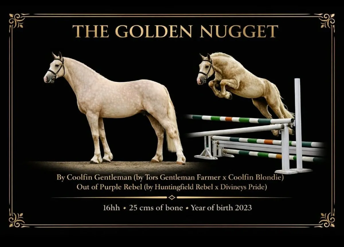 IRISH DRAUGHT*PALOMINO STALLION*AT STUD - Image 1