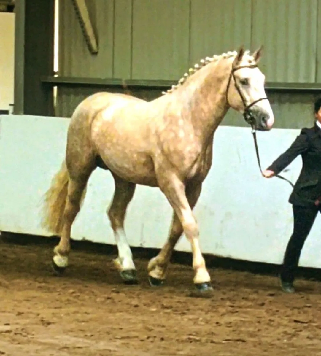 IRISH DRAUGHT*PALOMINO STALLION*AT STUD - Image 2