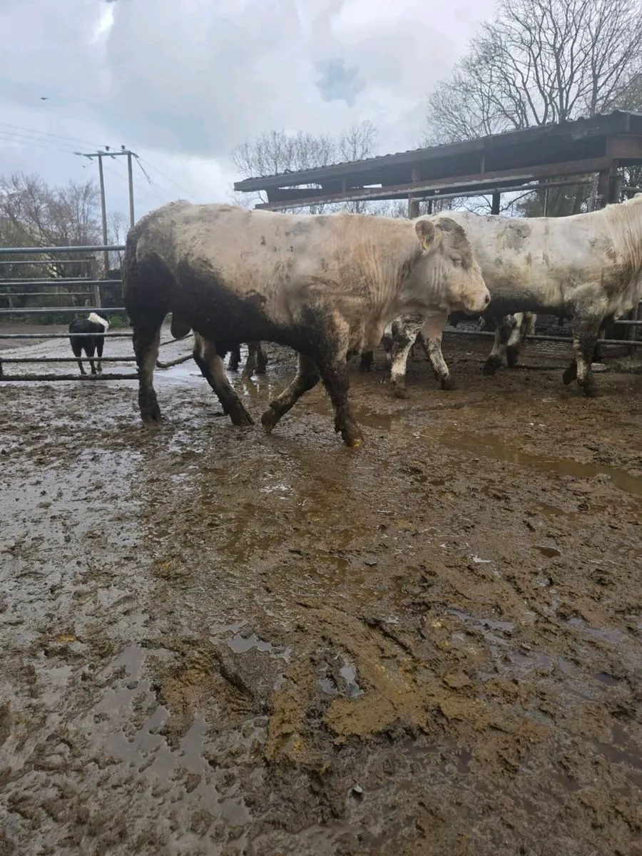 PB Ch bulls for sale (All AI) - Image 1