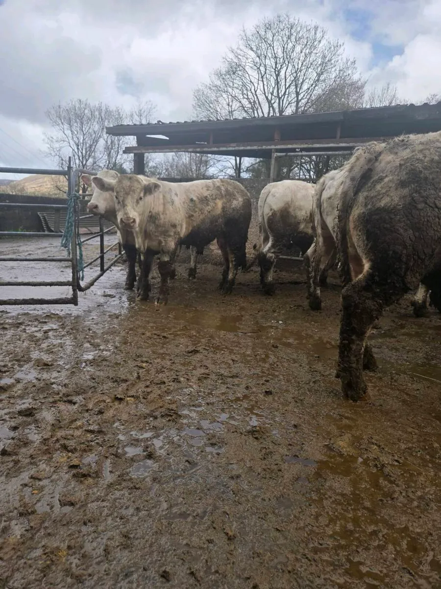 PB Ch bulls for sale (All AI) - Image 2