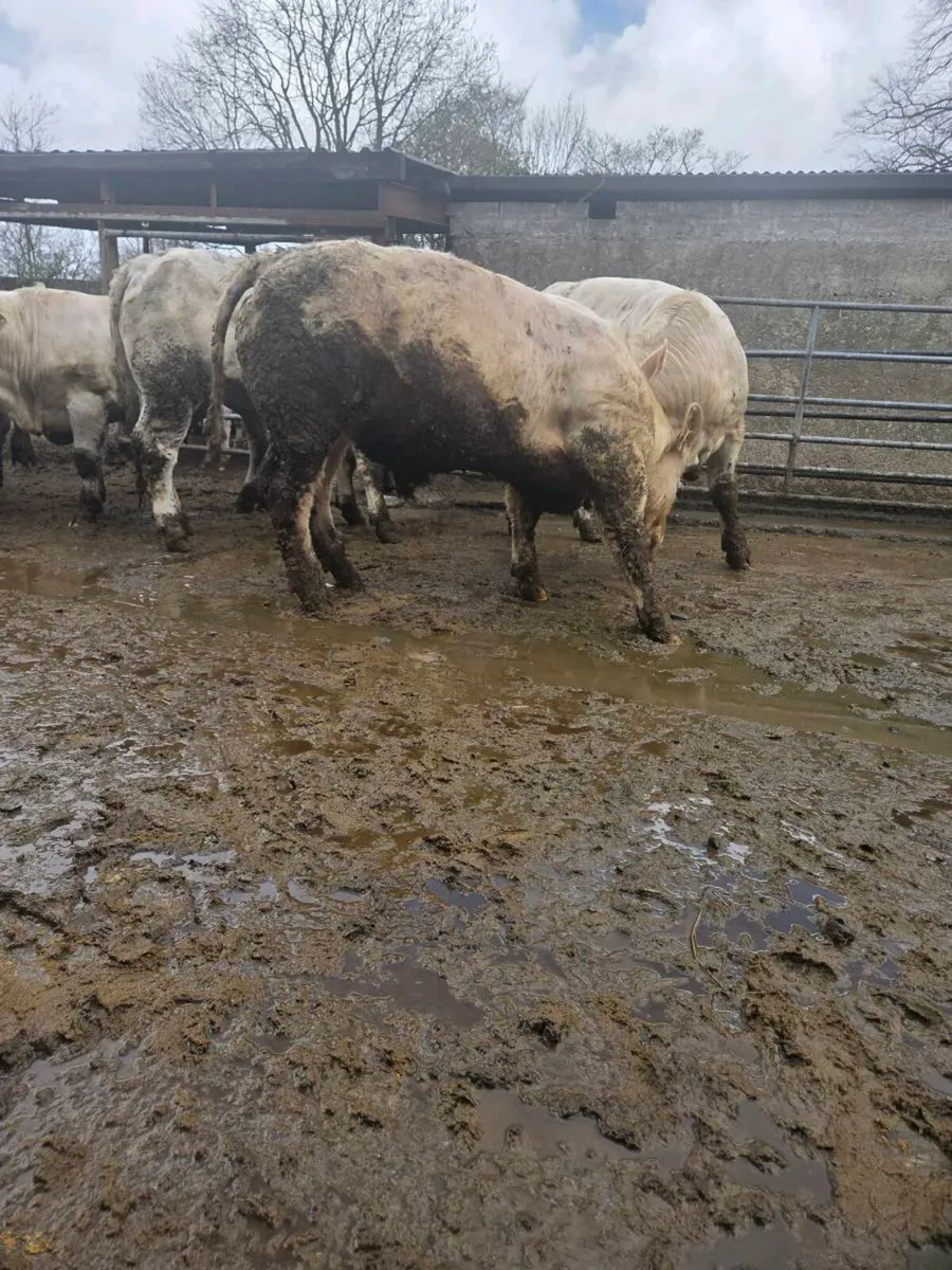 PB Ch bulls for sale (All AI) - Image 3