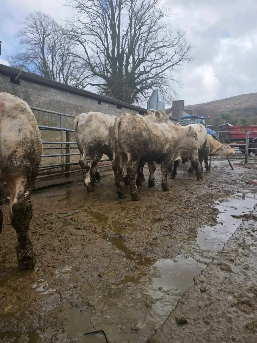 PB Ch bulls for sale (All AI) - Image 4