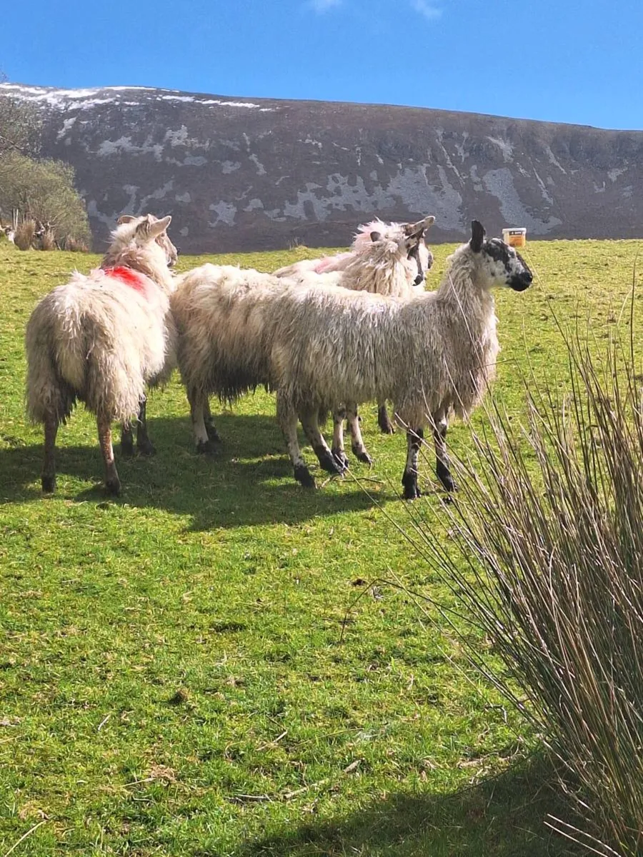 Ewe Hoggetts - Image 2