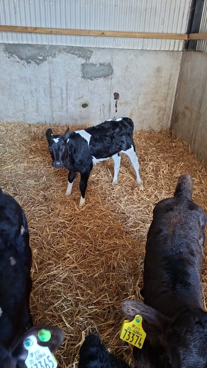 Calves - Image 2