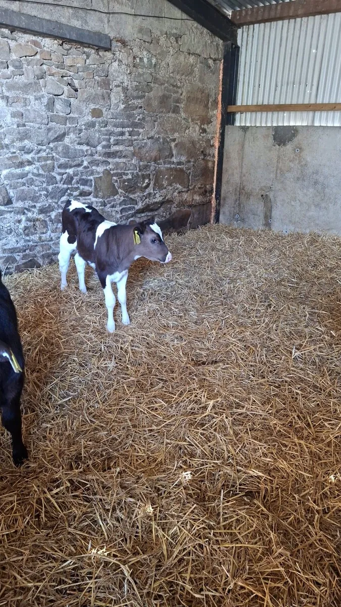 Calves - Image 4