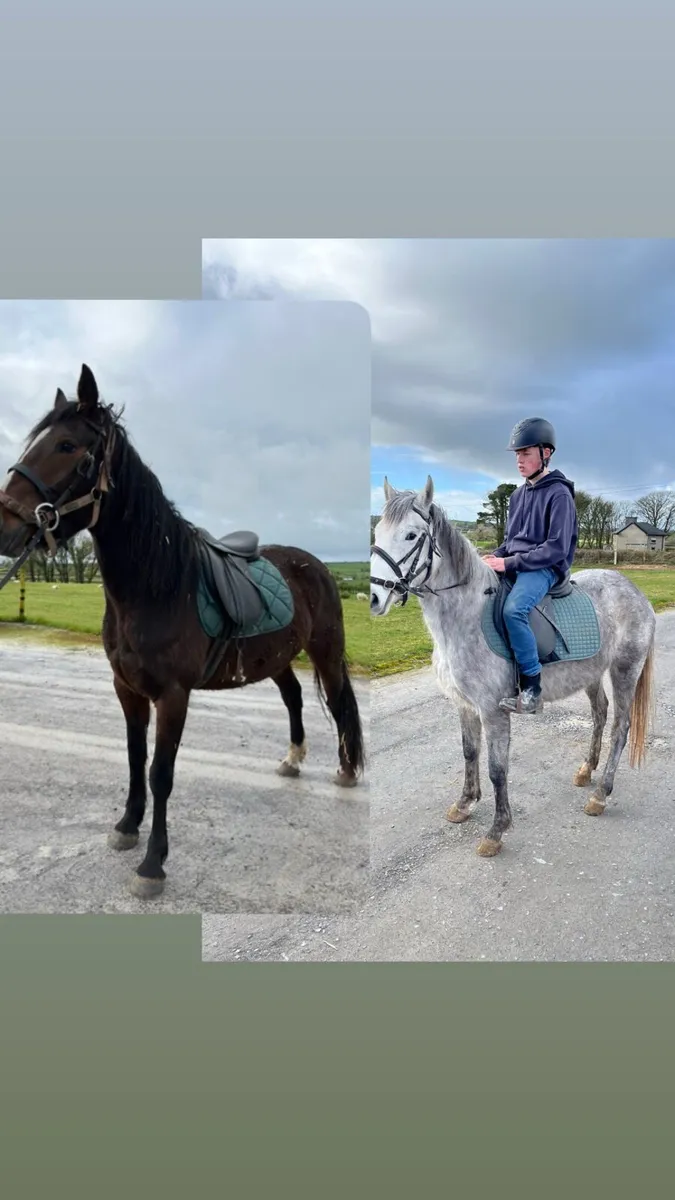 ISH X COB & CONNEMARA - Image 1