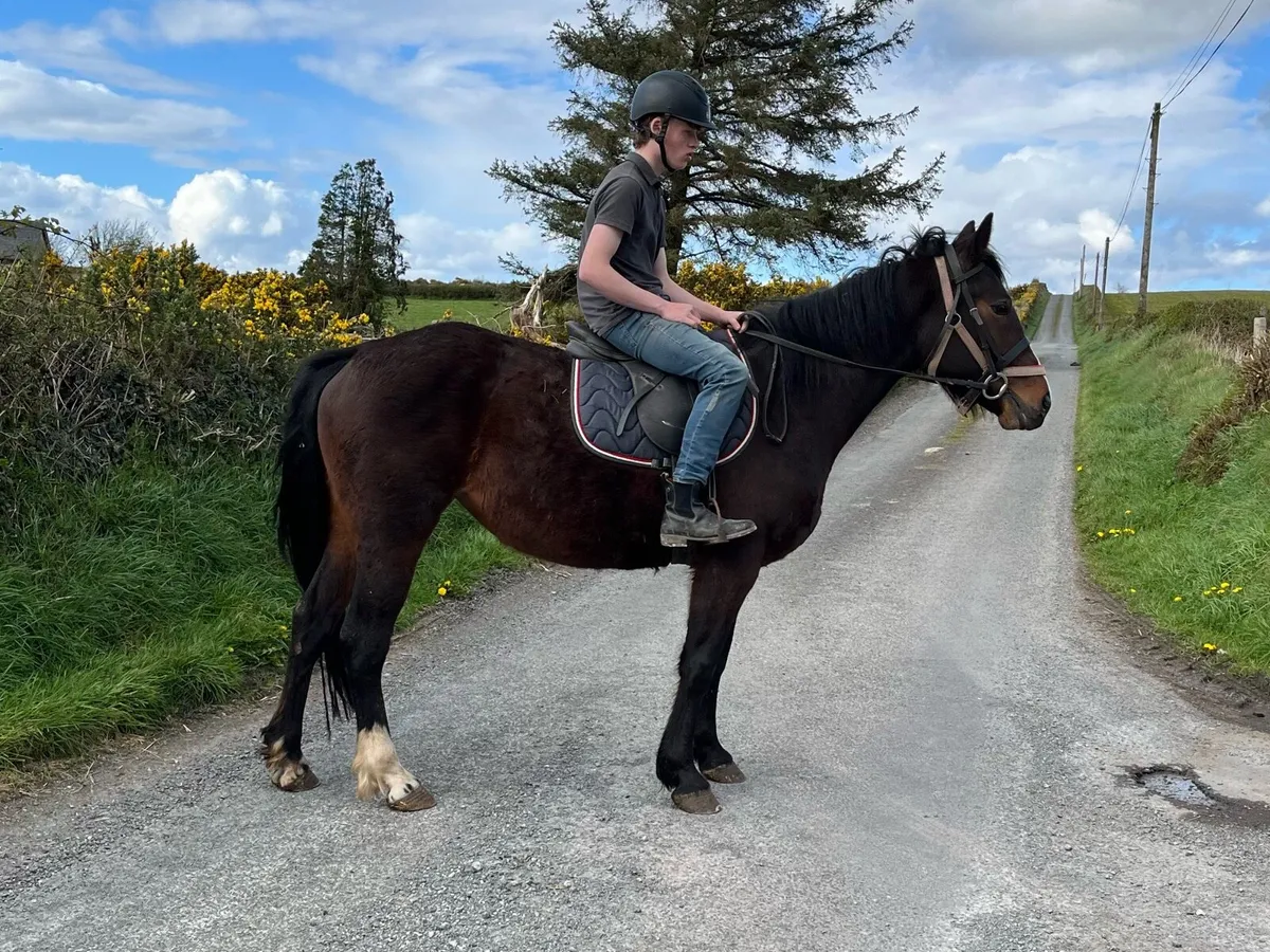 ISH X COB & CONNEMARA - Image 2