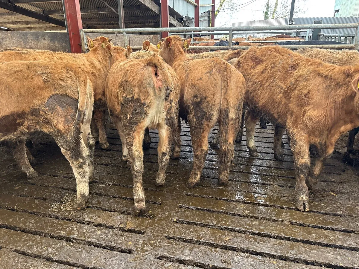 10 super 350 kg orange charlaois heifers - Image 2