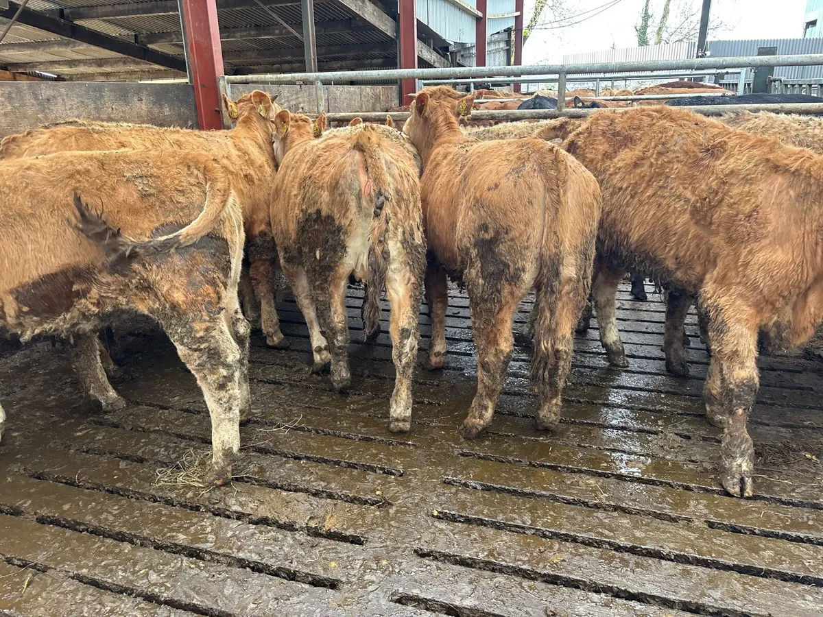 10 super 350 kg orange charlaois heifers - Image 3