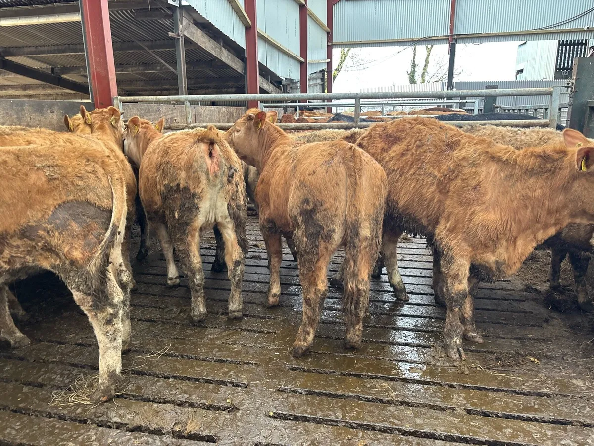 10 super 350 kg orange charlaois heifers - Image 4