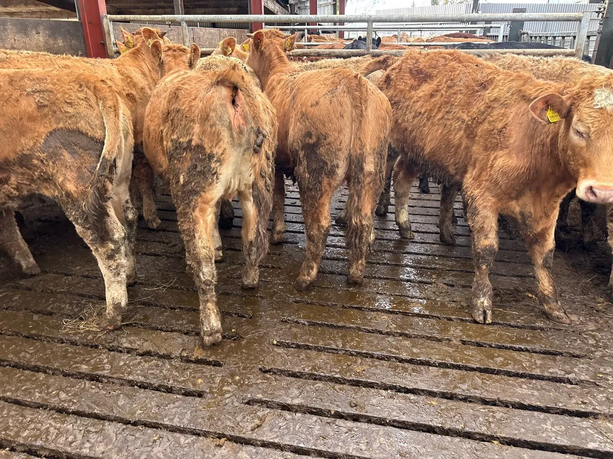 10 super 350 kg orange charlaois heifers - Image 1