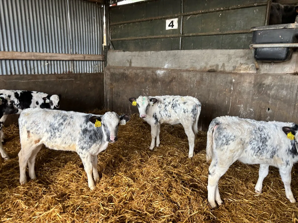 Ten reared Belgian blue heifers - Image 2