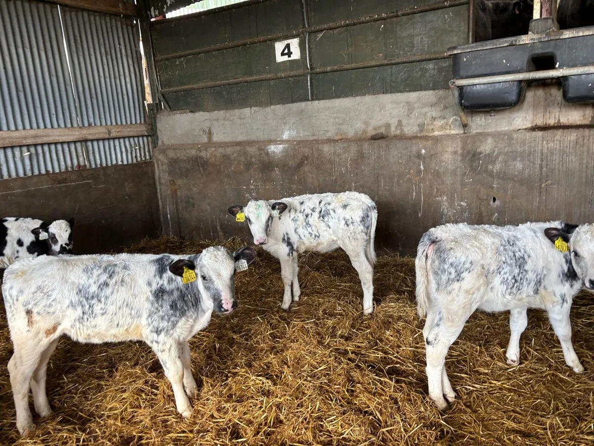 Ten reared Belgian blue heifers - Image 1