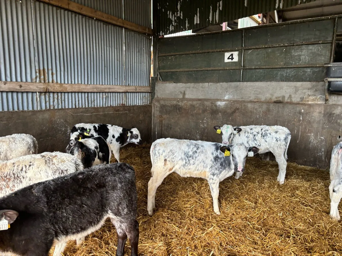 Ten reared Belgian blue heifers - Image 4