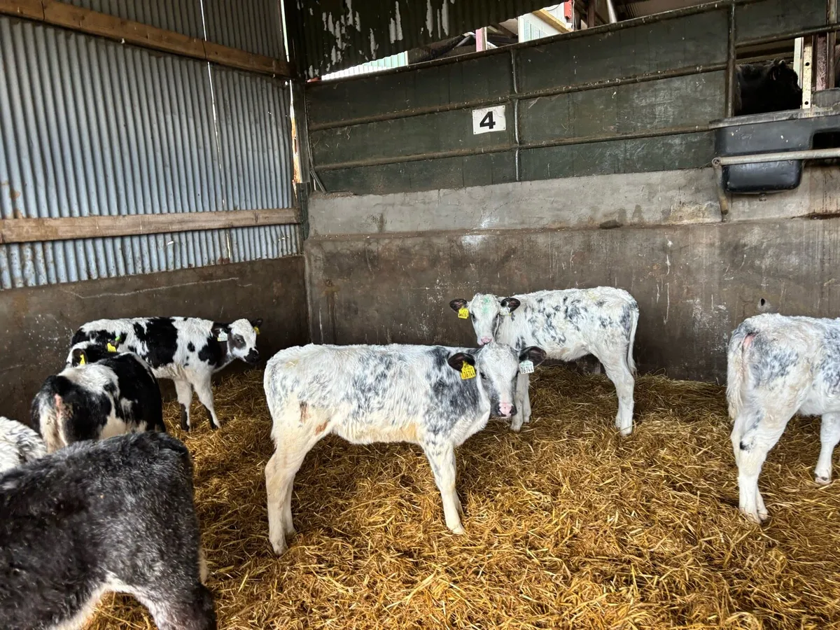 Ten reared Belgian blue heifers - Image 3