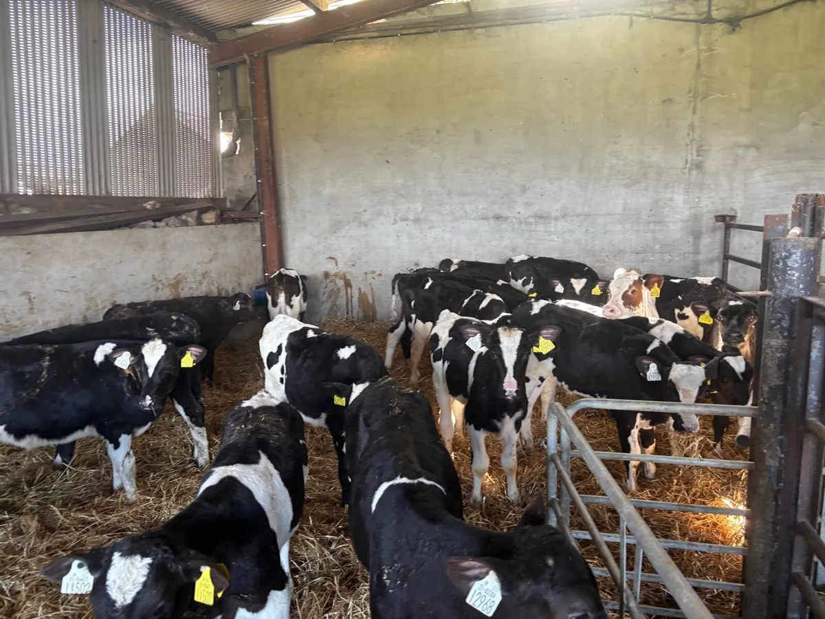 18 weaned British Frisian bulls - Image 1