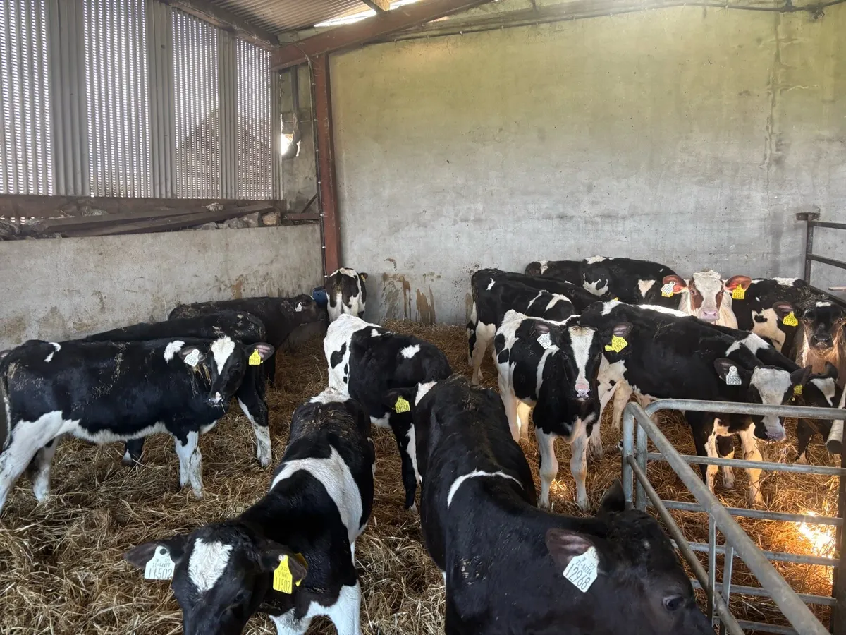 18 weaned British Frisian bulls - Image 2