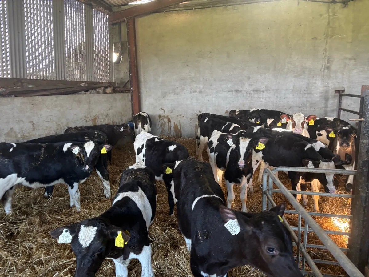 18 weaned British Frisian bulls - Image 3