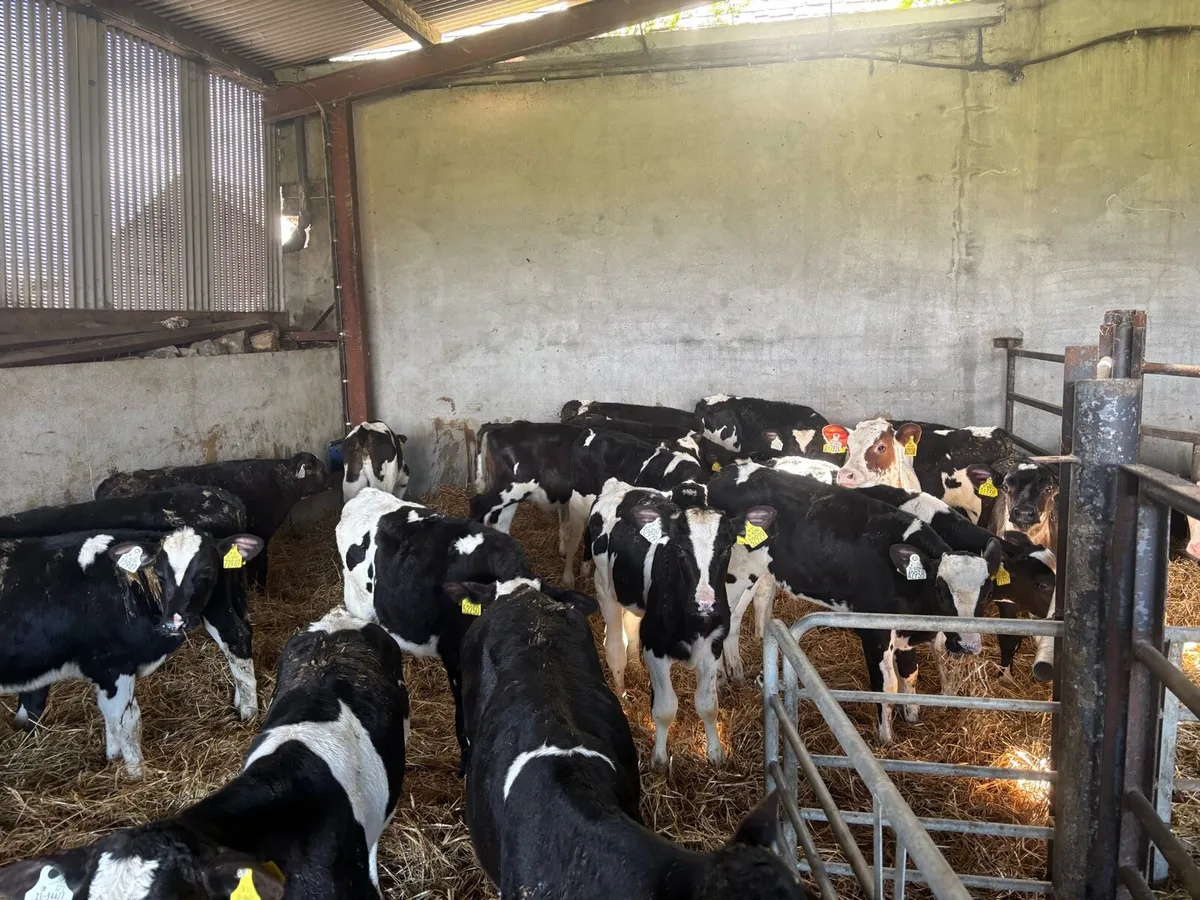 18 weaned British Frisian bulls - Image 4