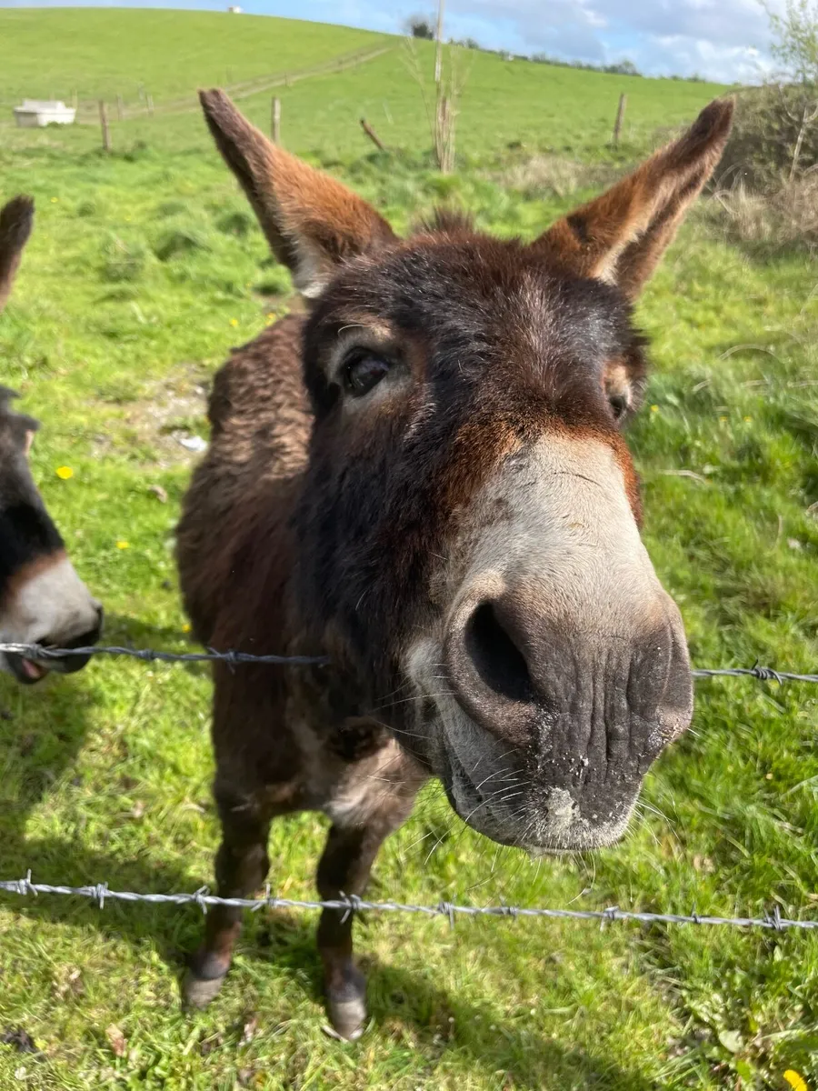 Donkey - Image 1