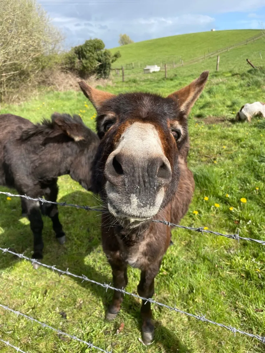 Donkey - Image 2