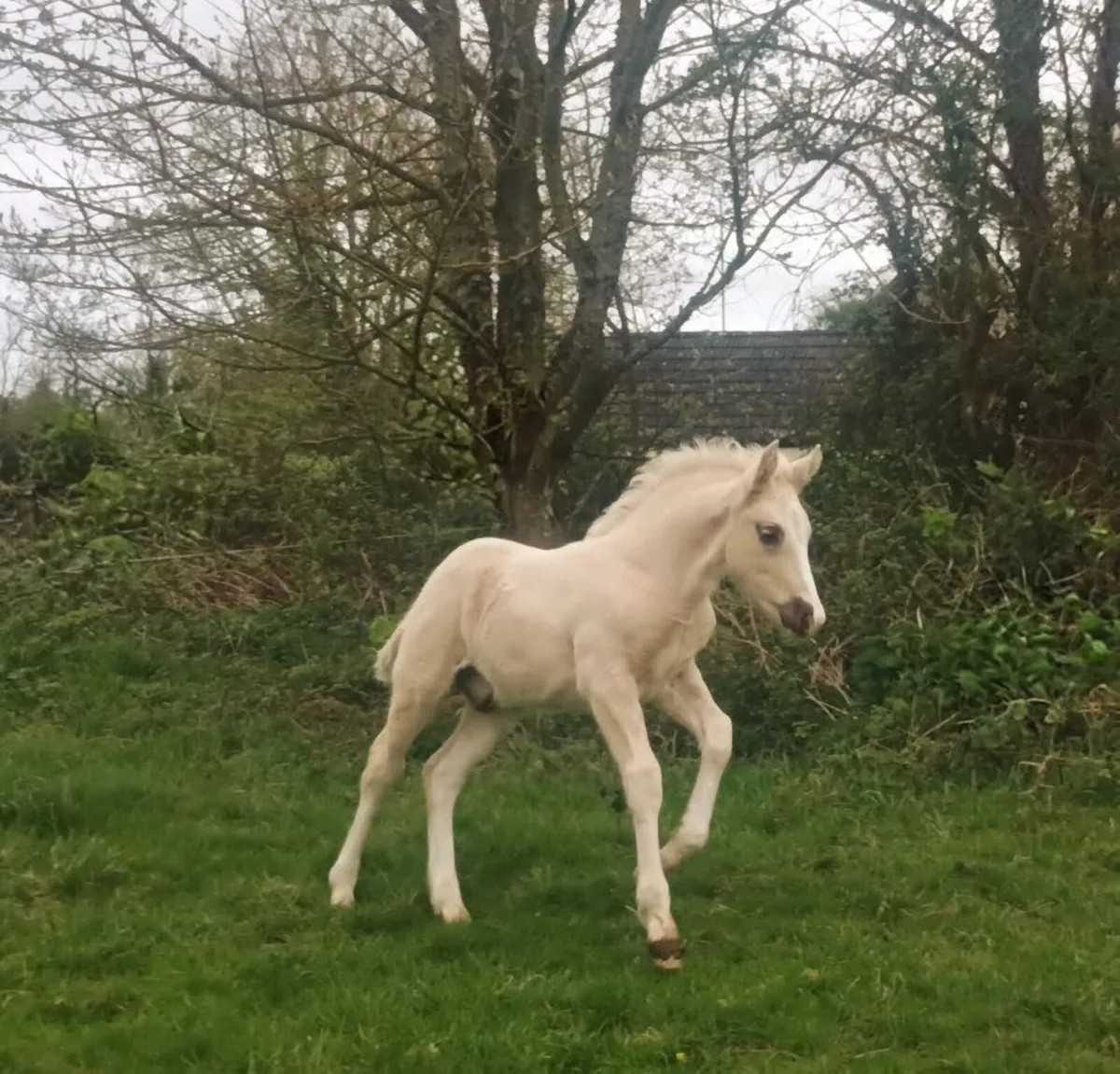 IRISH DRAUGHT*PALOMINO STALLION*AT STUD - Image 4