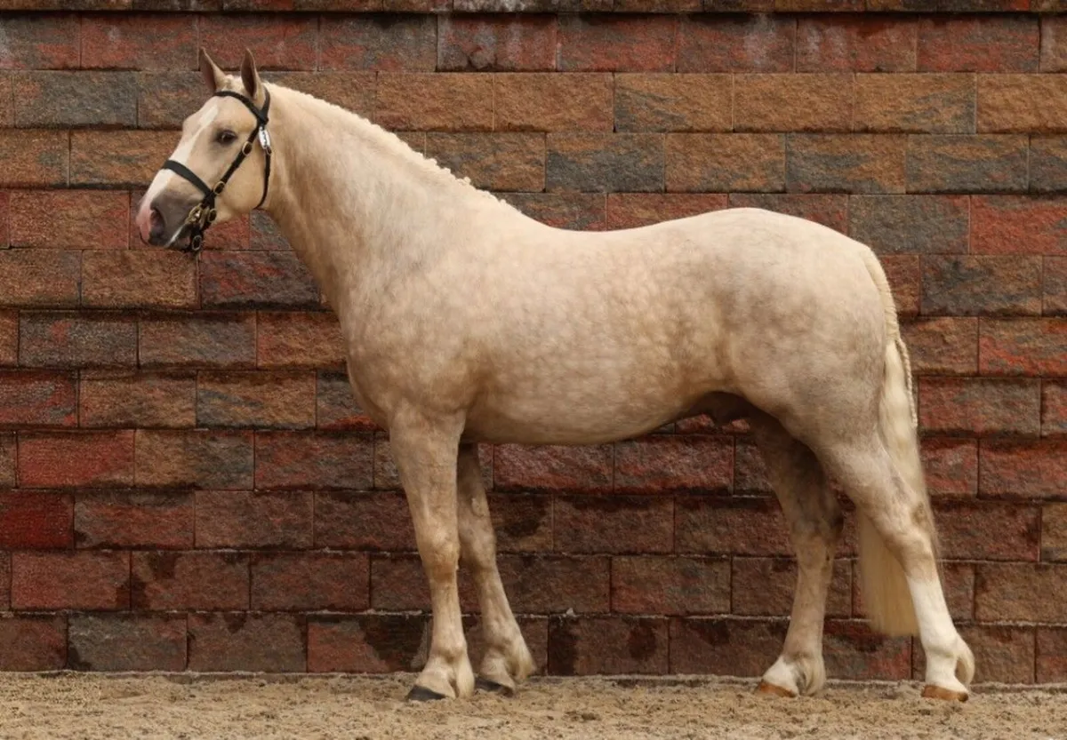 IRISH DRAUGHT*PALOMINO STALLION*AT STUD - Image 3