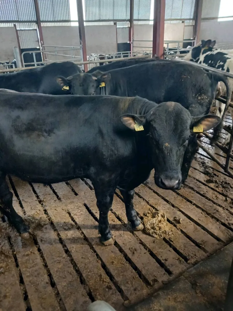 Teaser bulls - Image 1