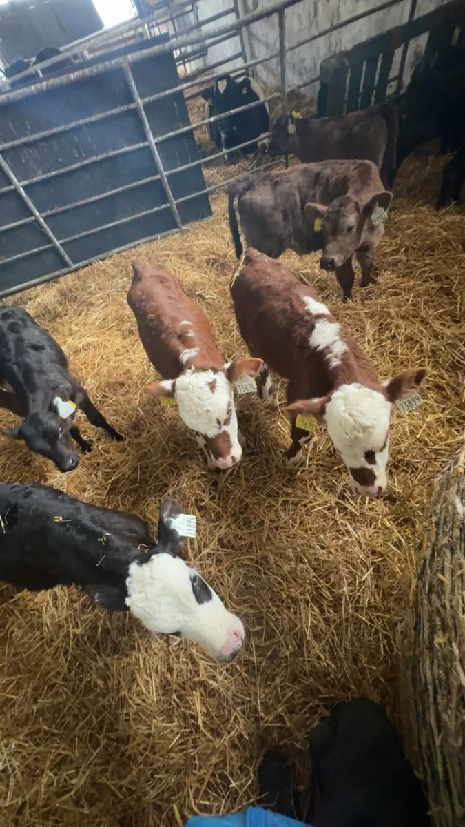 Hereford/ angus friesen calves - Image 2