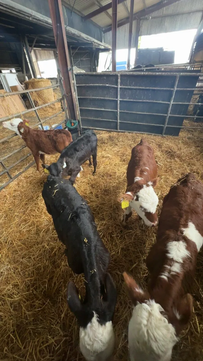 Hereford/ angus friesen calves - Image 1