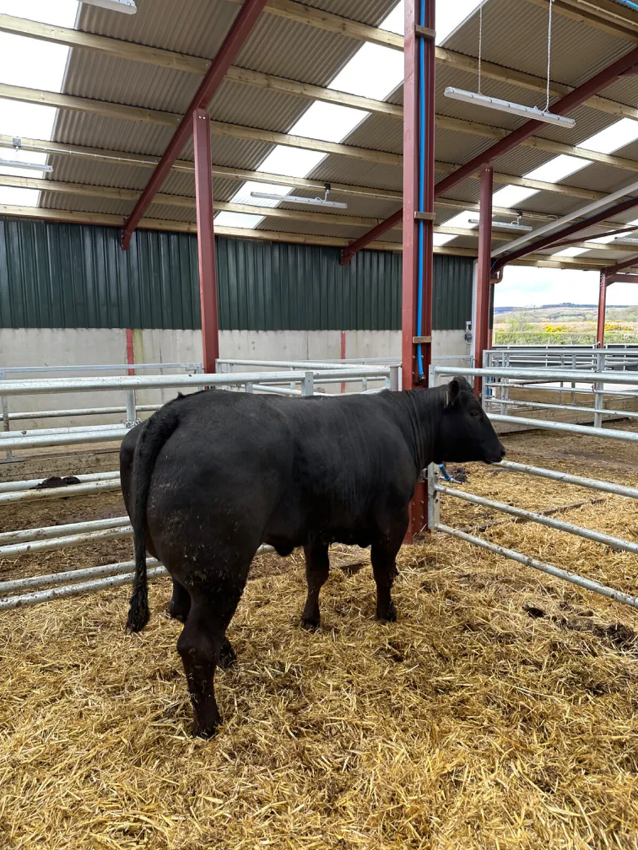 Lim Bulling heifer - Image 4