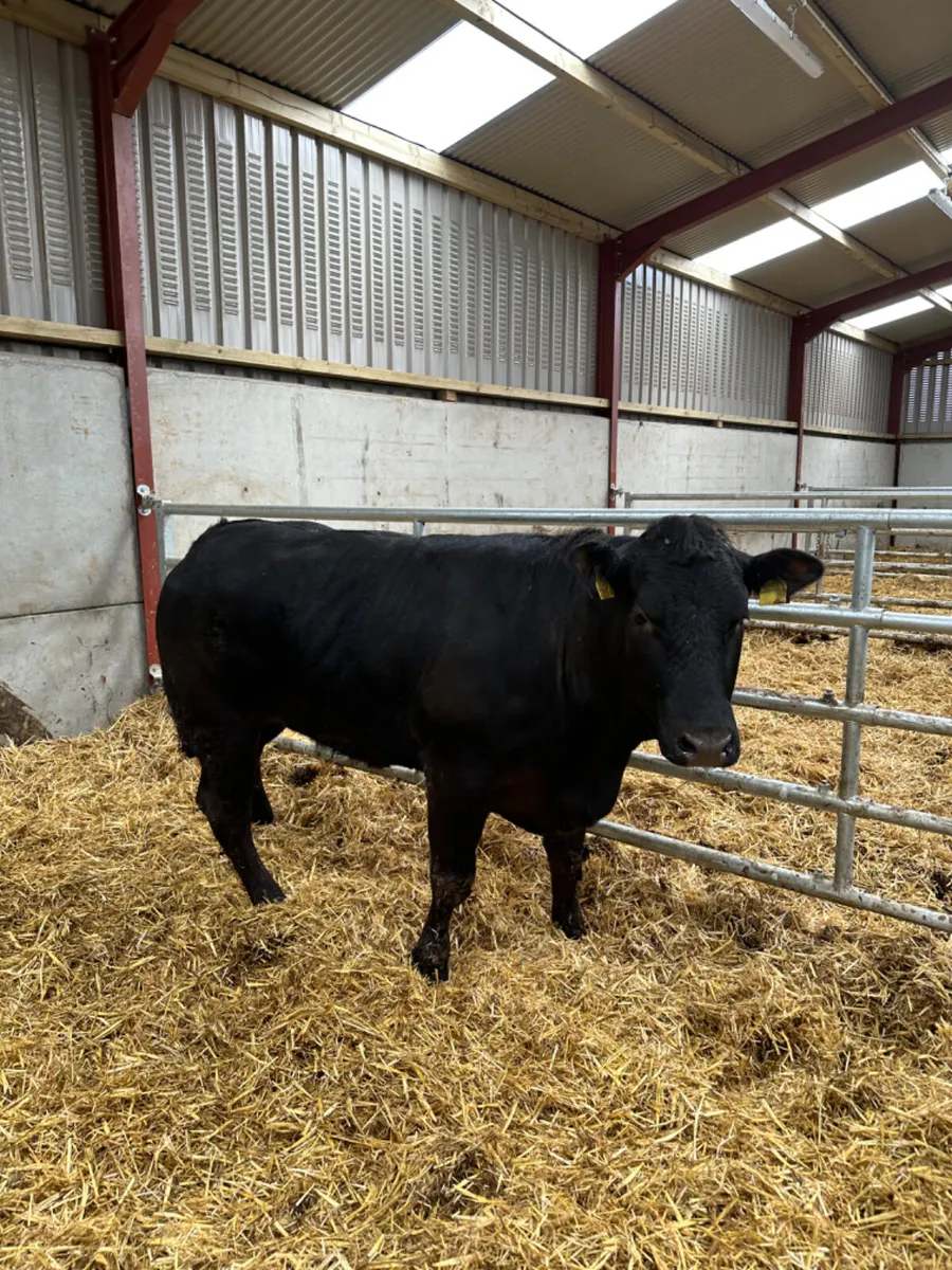 Lim Bulling heifer - Image 3