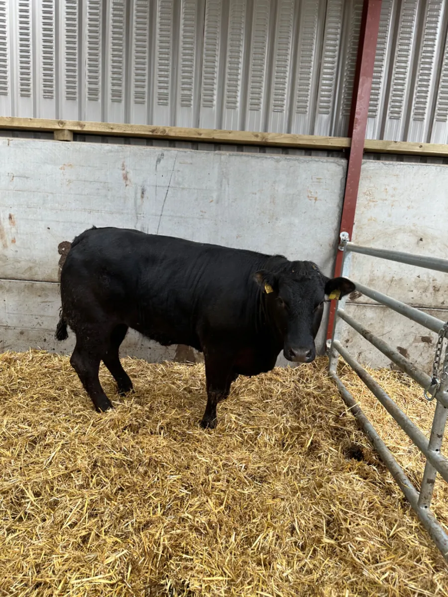Lim Bulling heifer - Image 1