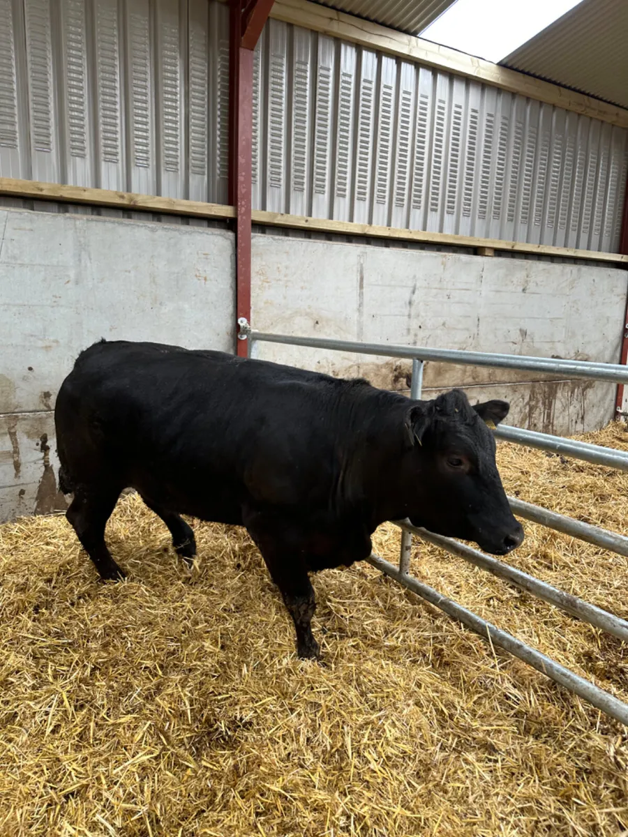 Lim Bulling heifer - Image 2