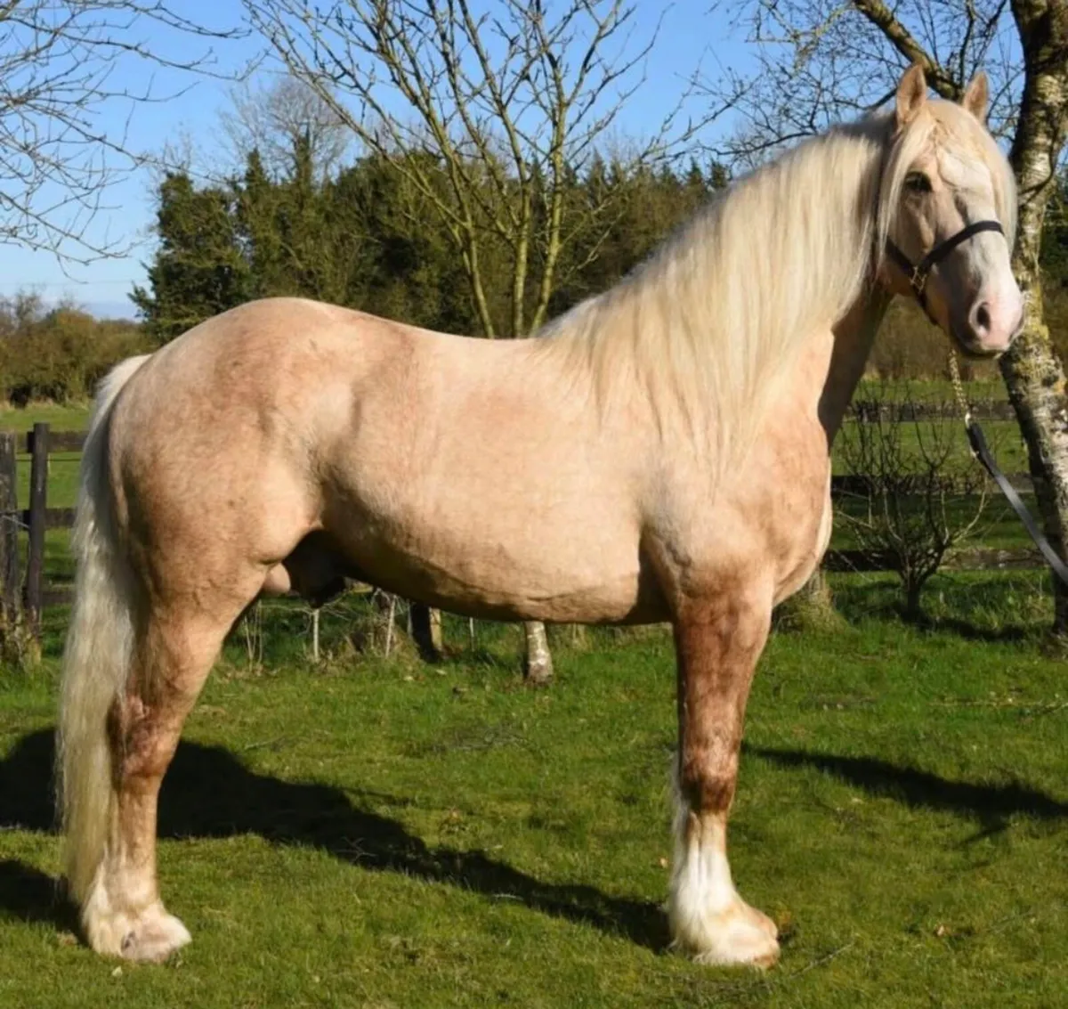 16.2 stallion @ stud