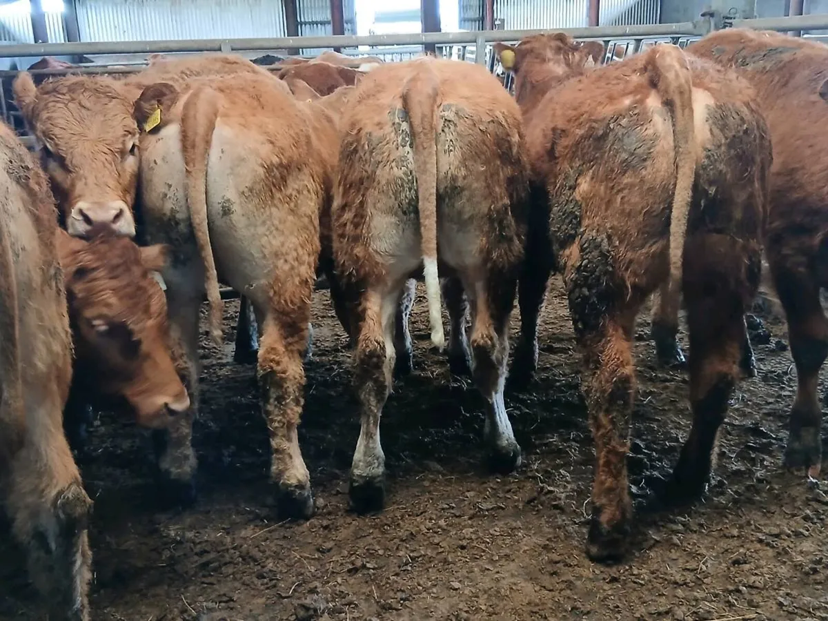 8 Top Quailty  Heifer's for sale - Image 2