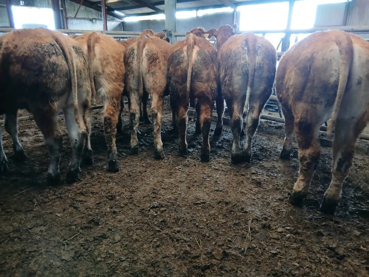 8 Top Quailty  Heifer's for sale - Image 3