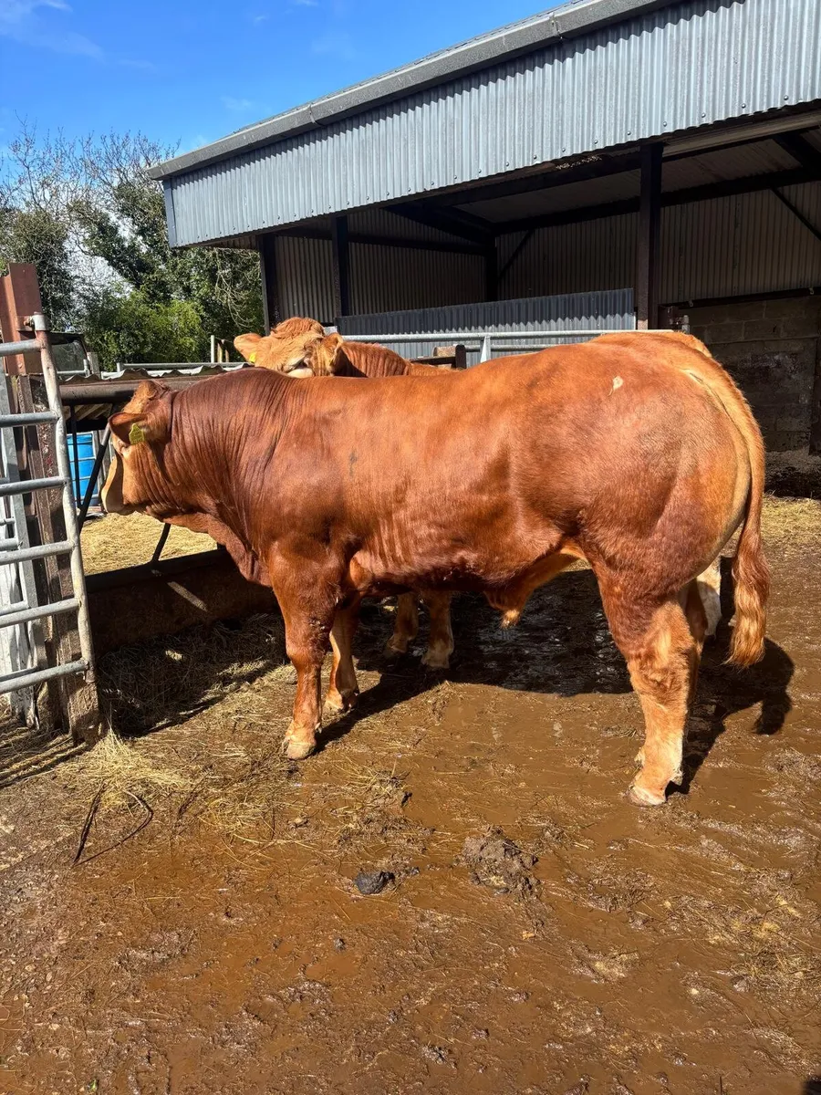 Top Quality Pedigree Limousin Bulls - Image 1