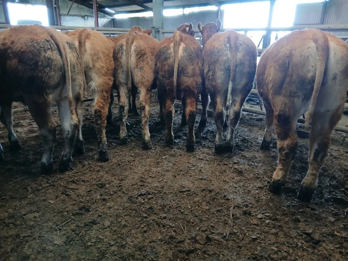 8 Top Quailty  Heifer's for sale - Image 4